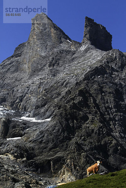 Eine Kuh vor einem Gletscher  Lauterbrunnen  Schweiz