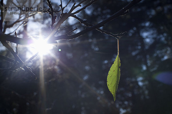 Ein einzelnes Blatt  das auf einem Ast wächst.