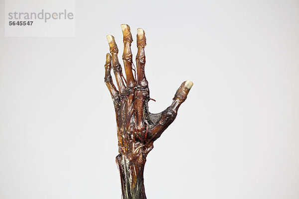 Anatomisches Modell einer mumifizierten menschlichen Hand