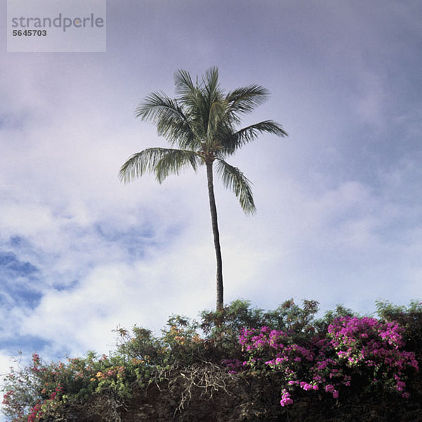 Eine Palme und üppiges Laub  Maui  Hawaii