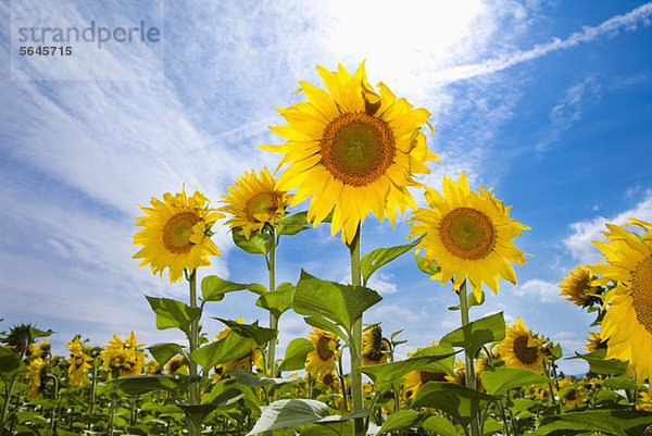 Sonnenblumen  die auf einem Feld wachsen