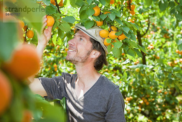 Ein Mann  der eine Aprikose von einem Aprikosenbaum pflückt.