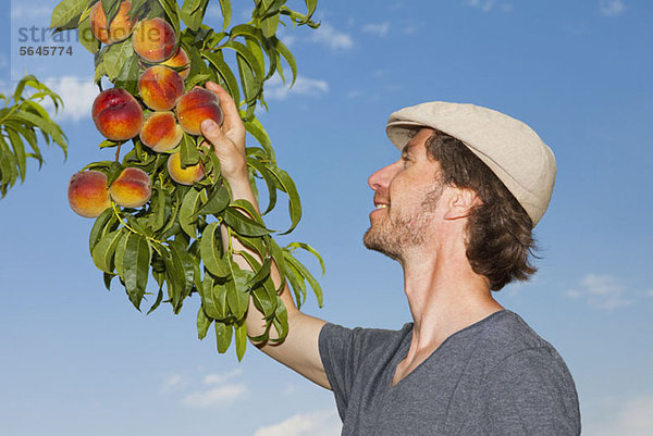 Ein Mann  der einen Pfirsich von einem Aprikosenbaum pflückt.