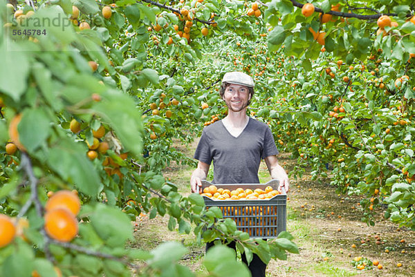 Ein Mann hält eine Kiste voller Aprikosen in einem Obstgarten.