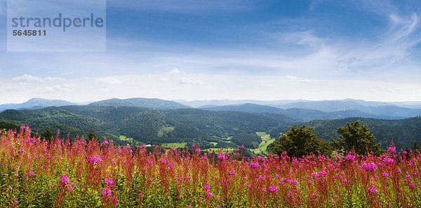 Wildblumen im Schwarzwald  Deutschland