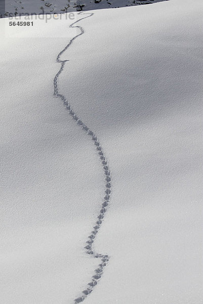 Muster der Fußabdrücke auf Schnee