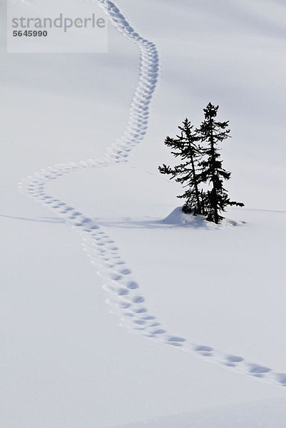 Trittspur auf Schnee