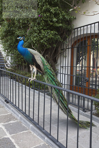 Ein Pfau sitzt auf einem Geländer