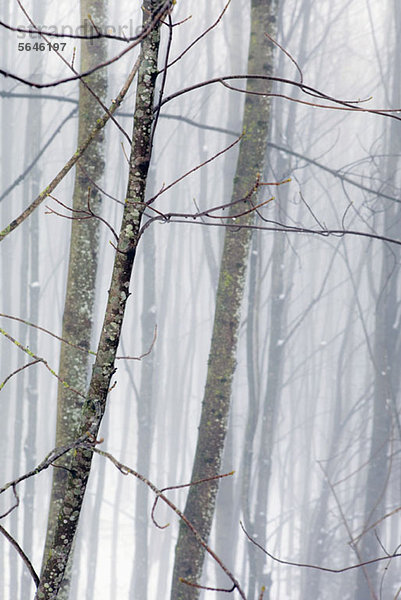 Nebliger Winterwald