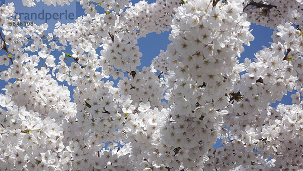 Apfelblütenblüten gegen blauen Himmel