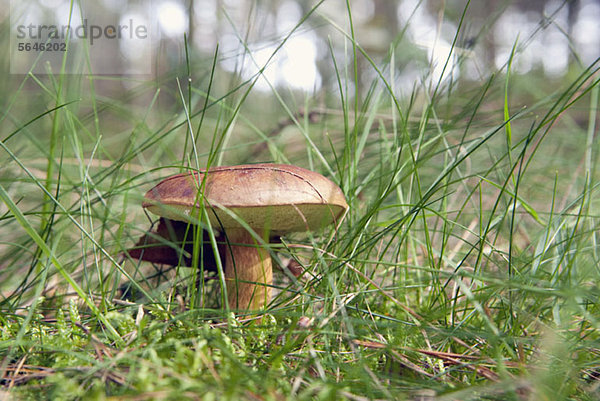 Essbarer Pilz  Brauner Steinpilz (Boletus badius)