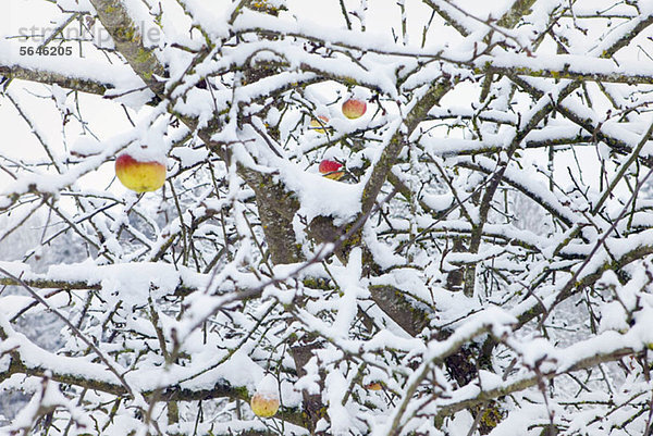 Winter-Apfelbaum