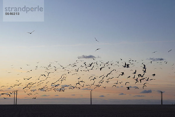 Möwenschwarm am Himmel in der Abenddämmerung