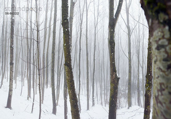 Nebliger Winterwald