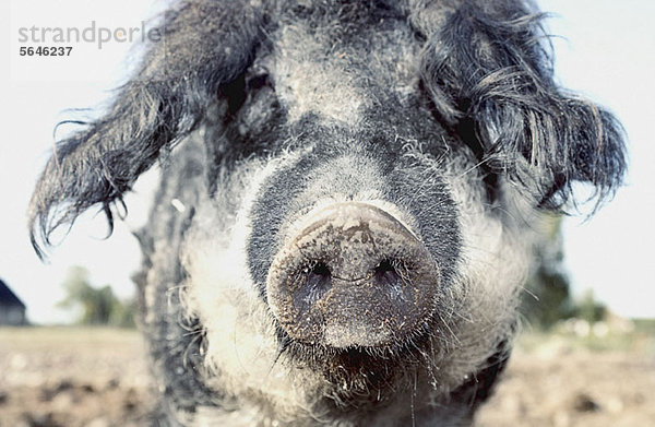 Schwein auf dem Bauernhof mit Blick auf die Kamera