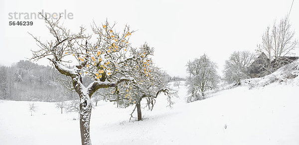 Winterapfelbäume auf verschneiter Landschaft