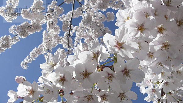 Apfelblüten gegen blauen Himmel