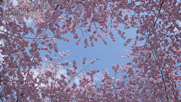 Kirschblüten gegen blauen Himmel