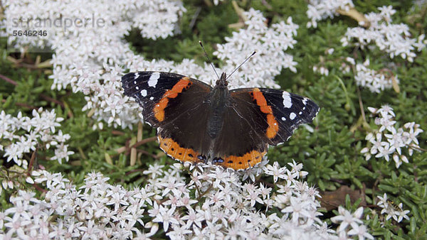 Roter Admiralsfalter (Vanessa Atalanta)  sitzt im Frühling auf Apfelblüten.