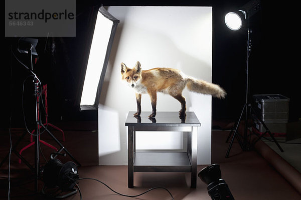 Ein Blick hinter die Kulissen eines Fotoshootings eines ausgestopften Fuchses