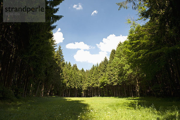 Lichtung im Kiefernwald  Wolfratshausen  Deutschland