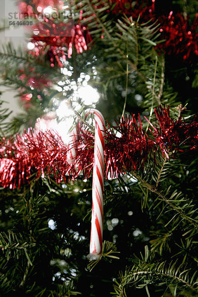 Ein Zuckerrohr  das an einem Weihnachtsbaum hängt.