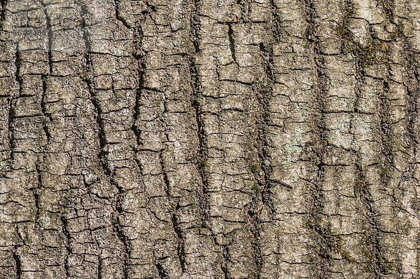 Rinde einer Schwarzerle (Alnus glutinosa)  Detail  Naturschutzgebiet Mönchbruch bei Frankfurt  Hessen  Deutschland  Europa