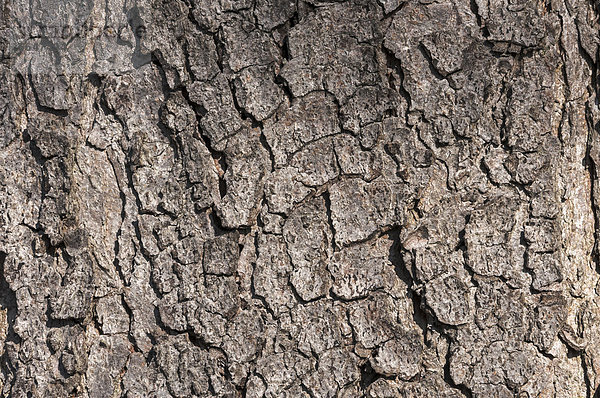 Rinde einer gewöhnlichen Rosskastanie (Aesculus hippocastanum)  Detail  Naturschutzgebiet Mönchbruch bei Frankfurt  Hessen  Deutschland  Europa
