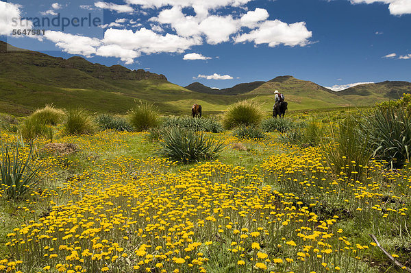 Frau reitet durch Wiese im Hochland  Drakensberge  Königreich Lesotho  südliches Afrika