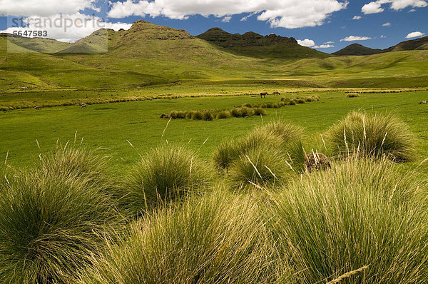 Pferde und Schafe im Hochland  Drakensberge  Königreich Lesotho  südliches Afrika