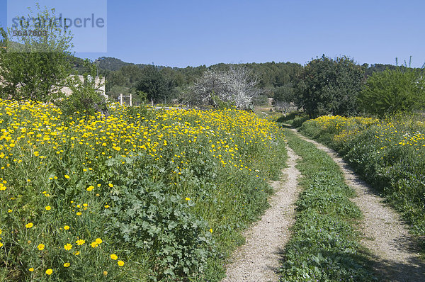 Streuobstwiese  Andratx  Mallorca  Spanien  Europa