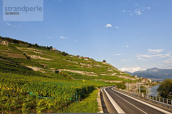 Schweiz  Lausanne  Blick auf die Weinberge am Genfersee