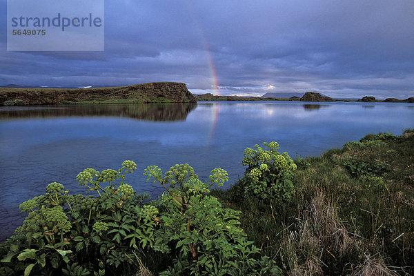 Engelwurz (Angelica archangelica)  Regenbogen  Abendstimmung  Binnensee M_vatn oder Myvatn  Nordisland  Island  Europa