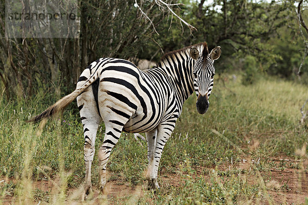 Südliches Afrika Südafrika Kruger Nationalpark Afrika Steppenzebra Equus quagga