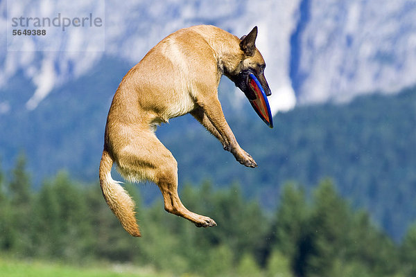 Belgischer Schäferhund oder Malinois fängt Frisbee in der Luft  Nordtirol  Österreich  Europa