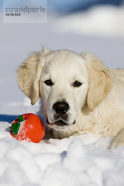 Golden Retriever  Junghund liegt im Schnee mit Ball  Nordtirol  Österreich  Europa