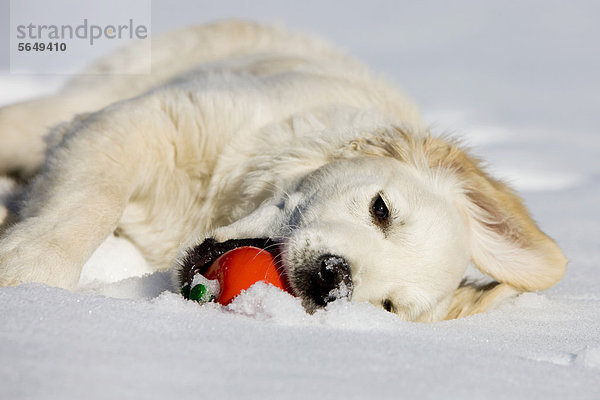 Golden Retriever  Junghund liegt im Schnee mit Ball  Nordtirol  Österreich  Europa
