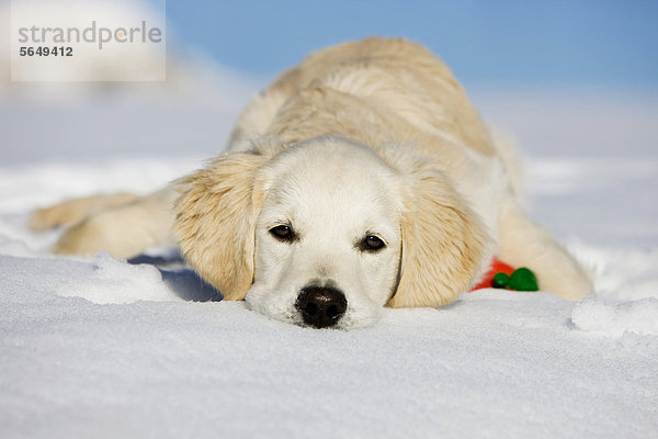 Golden Retriever  Junghund liegt im Schnee  Nordtirol  Österreich  Europa