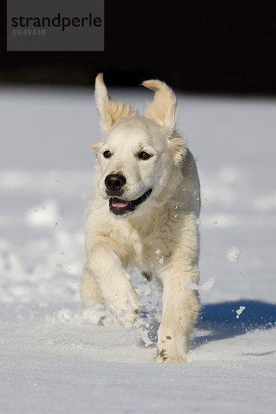 Golden Retriever  Junghund läuft im Schnee  Nordtirol  Österreich  Europa