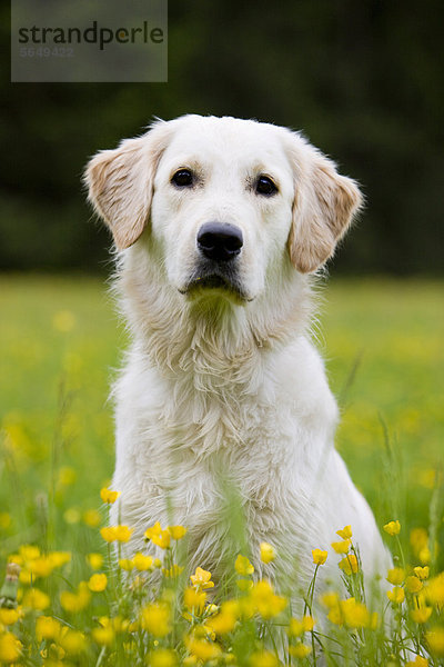 Golden Retriever sitzt in Blumenwiese  Nordtirol  Österreich  Europa