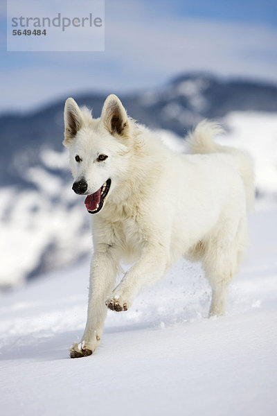 Weißer Schäferhund läuft im Schnee  Nordtirol  Österreich  Europa