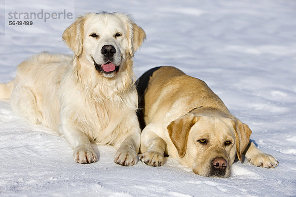 Golden Retriever und Labrador liegen im Schnee  Nordtirol  Österreich  Europa