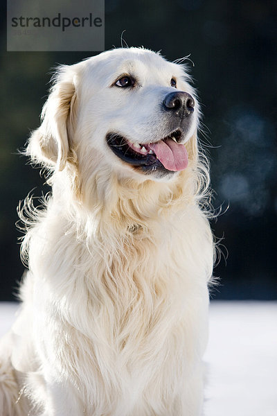 Golden Retriever  Portrait  Nordtirol  Österreich  Europa