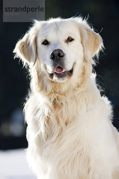 Golden Retriever  Portrait  Nordtirol  Österreich  Europa