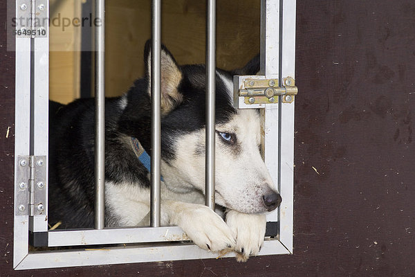 Siberian Husky liegt in Hundekäfig  Nordtirol  Österreich  Europa
