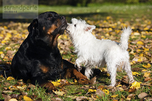 West Highland Terrier und Rottweiler beschnuppern sich im Laub  Nordtirol  Österreich  Europa