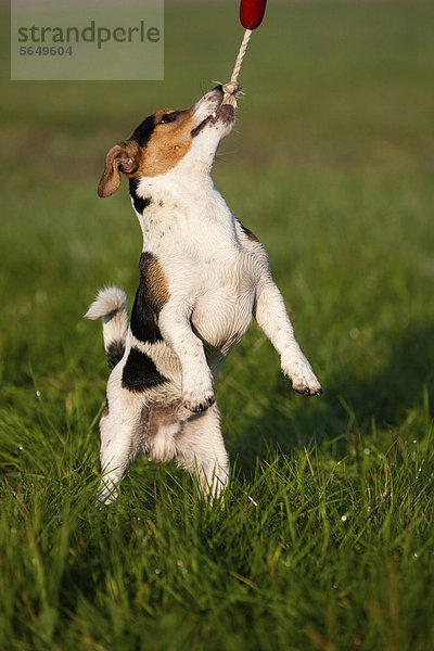 Jack Russell Terrier zerrt an Seil  Nordtirol  Österreich  Europa