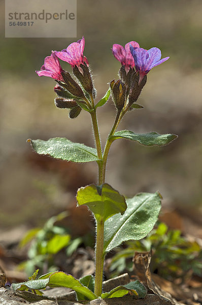 Echtes Lungenkraut (Pulmonaria officinalis)  Landschaftsschutzgebiet Tratzberg  Stans  Tirol  Österreich  Europa