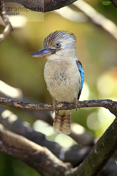 Haubenliest  Blauflügel-Kookaburra (Dacelo leachii)  adult  Baum  Australien