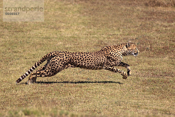 Gepard (Acinonyx jubatus)  adult  jagend  rennend  Südafrika  Afrika